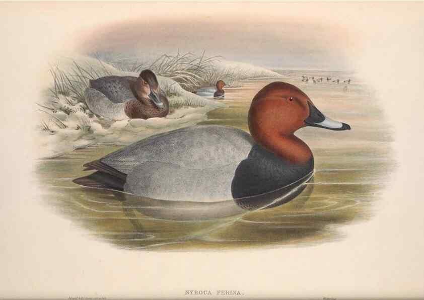 Reproducción/Reproduction 48914555338: The birds of Great Britain. London :Printed by Taylor and Francis, published by the author,1873.. 