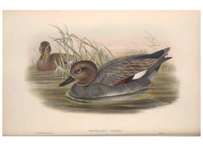 Reproducción/Reproduction 48915287002: The birds of Great Britain. London :Printed by Taylor and Francis, published by the author,1873.. 