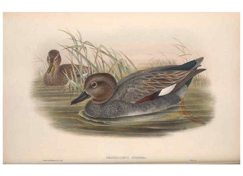 Reproducción/Reproduction 48915287002: The birds of Great Britain. London :Printed by Taylor and Francis, published by the author,1873.. 