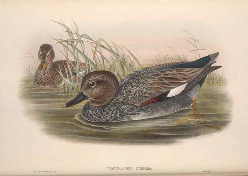 Reproducción/Reproduction 48915287002: The birds of Great Britain. London :Printed by Taylor and Francis, published by the author,1873.. 
