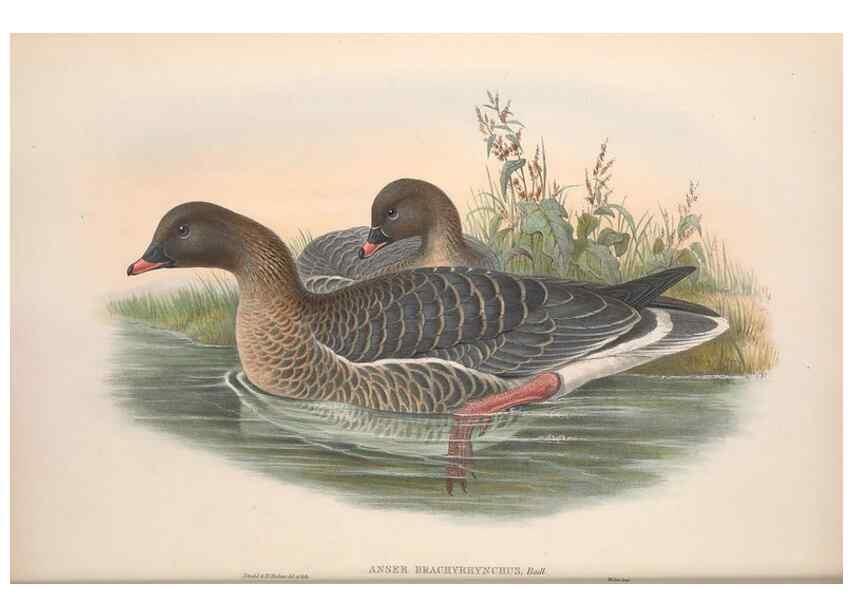 Reproducción/Reproduction 48915077651: The birds of Great Britain. London :Printed by Taylor and Francis, published by the author,1873.. 