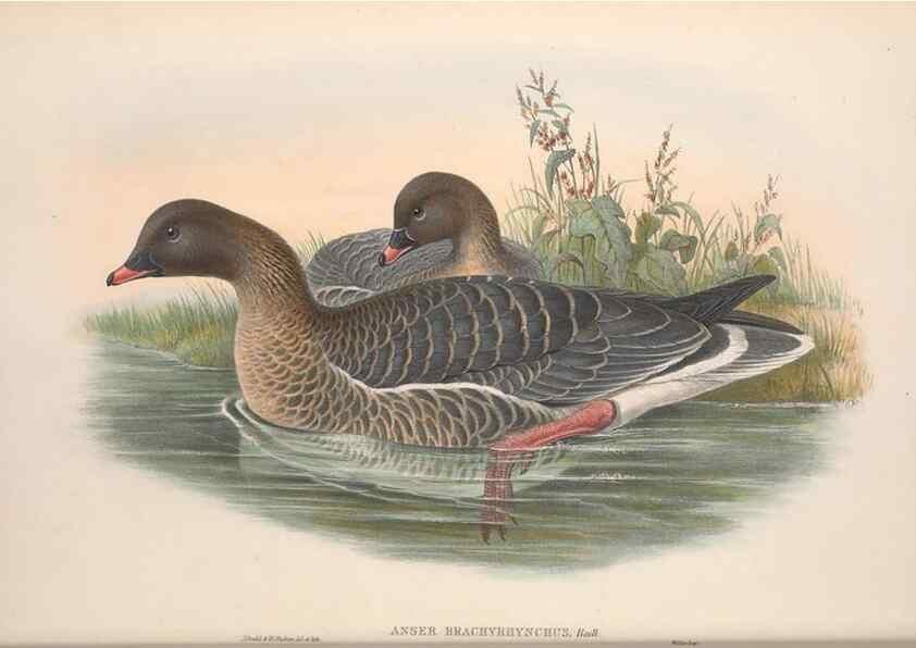 Reproducción/Reproduction 48915077651: The birds of Great Britain. London :Printed by Taylor and Francis, published by the author,1873.. 