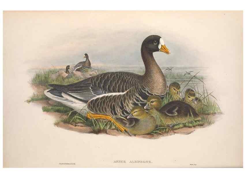 Reproducción/Reproduction 48915078026: The birds of Great Britain. London :Printed by Taylor and Francis, published by the author,1873.. 