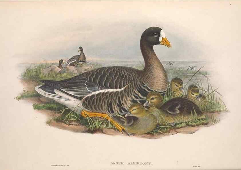Reproducción/Reproduction 48915078026: The birds of Great Britain. London :Printed by Taylor and Francis, published by the author,1873.. 