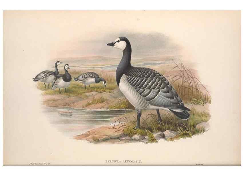 Reproducción/Reproduction 48915281122: The birds of Great Britain. London :Printed by Taylor and Francis, published by the author,1873.. 