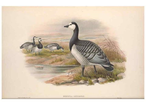 Reproducción/Reproduction 48915281122: The birds of Great Britain. London :Printed by Taylor and Francis, published by the author,1873.. 