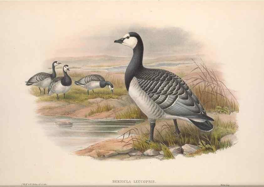 Reproducción/Reproduction 48915281122: The birds of Great Britain. London :Printed by Taylor and Francis, published by the author,1873.. 