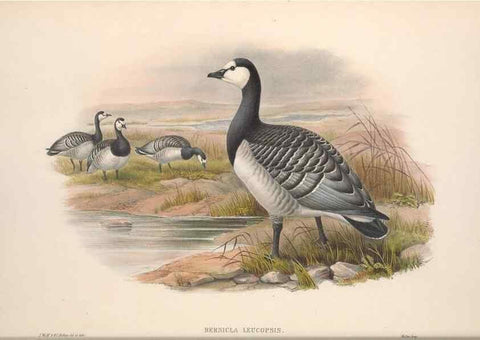 Reproducción/Reproduction 48915281122: The birds of Great Britain. London :Printed by Taylor and Francis, published by the author,1873.. 