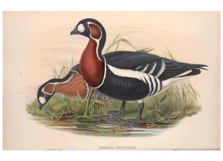 Reproducción/Reproduction 48915281627: The birds of Great Britain. London :Printed by Taylor and Francis, published by the author,1873.. 