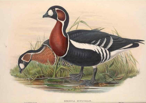 Reproducción/Reproduction 48915281627: The birds of Great Britain. London :Printed by Taylor and Francis, published by the author,1873.. 