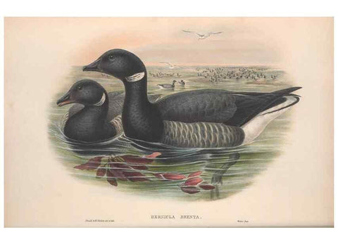 Reproducción/Reproduction 48915079321: The birds of Great Britain. London :Printed by Taylor and Francis, published by the author,1873.. 