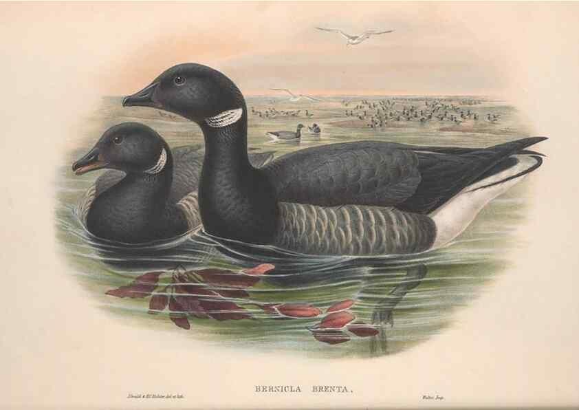 Reproducción/Reproduction 48915079321: The birds of Great Britain. London :Printed by Taylor and Francis, published by the author,1873.. 