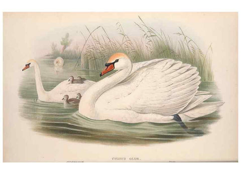 Reproducción/Reproduction 48914550343: The birds of Great Britain. London :Printed by Taylor and Francis, published by the author,1873.. 
