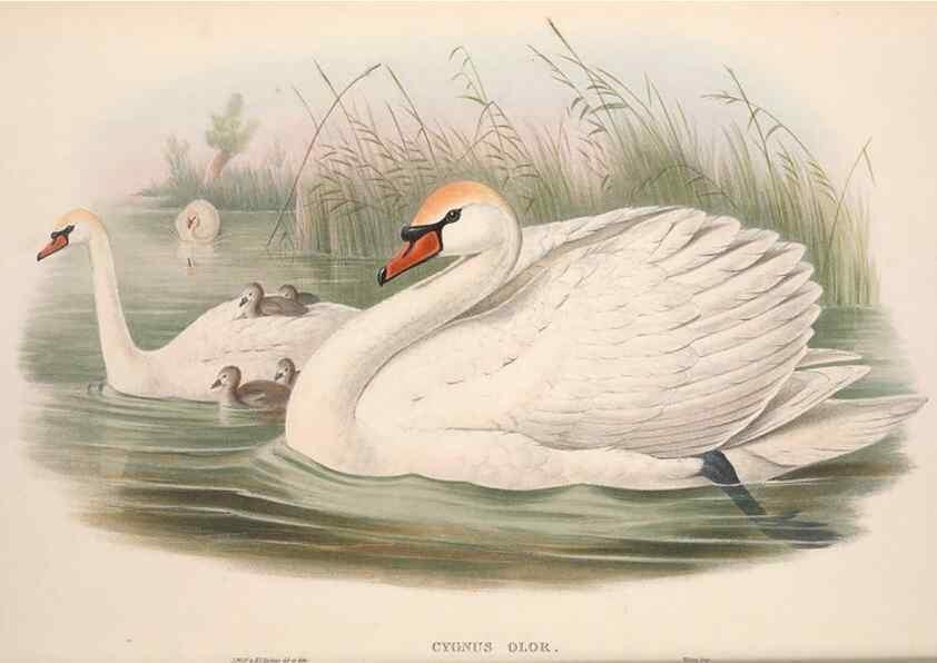 Reproducción/Reproduction 48914550343: The birds of Great Britain. London :Printed by Taylor and Francis, published by the author,1873.. 