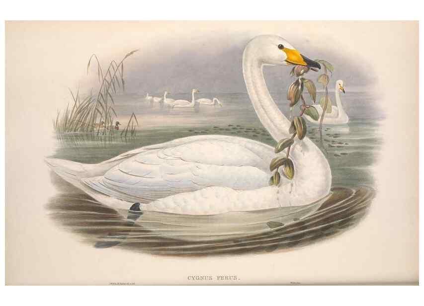Reproducción/Reproduction 48915080271: The birds of Great Britain. London :Printed by Taylor and Francis, published by the author,1873.. 