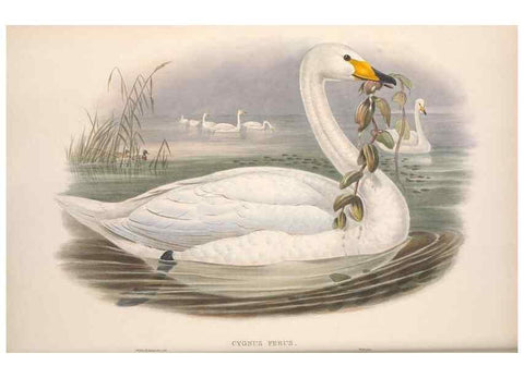 Reproducción/Reproduction 48915080271: The birds of Great Britain. London :Printed by Taylor and Francis, published by the author,1873.. 