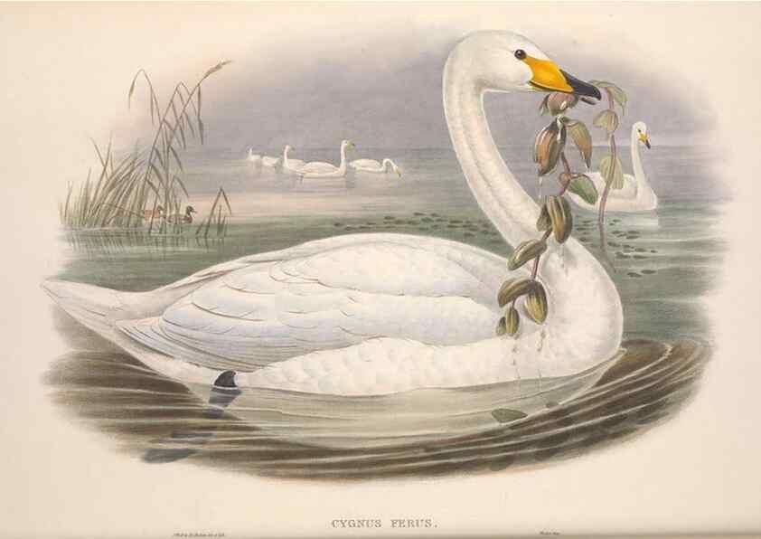 Reproducción/Reproduction 48915080271: The birds of Great Britain. London :Printed by Taylor and Francis, published by the author,1873.. 