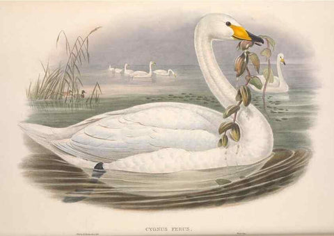 Reproducción/Reproduction 48915080271: The birds of Great Britain. London :Printed by Taylor and Francis, published by the author,1873.. 