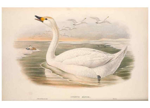 Reproducción/Reproduction 48915080566: The birds of Great Britain. London :Printed by Taylor and Francis, published by the author,1873.. 