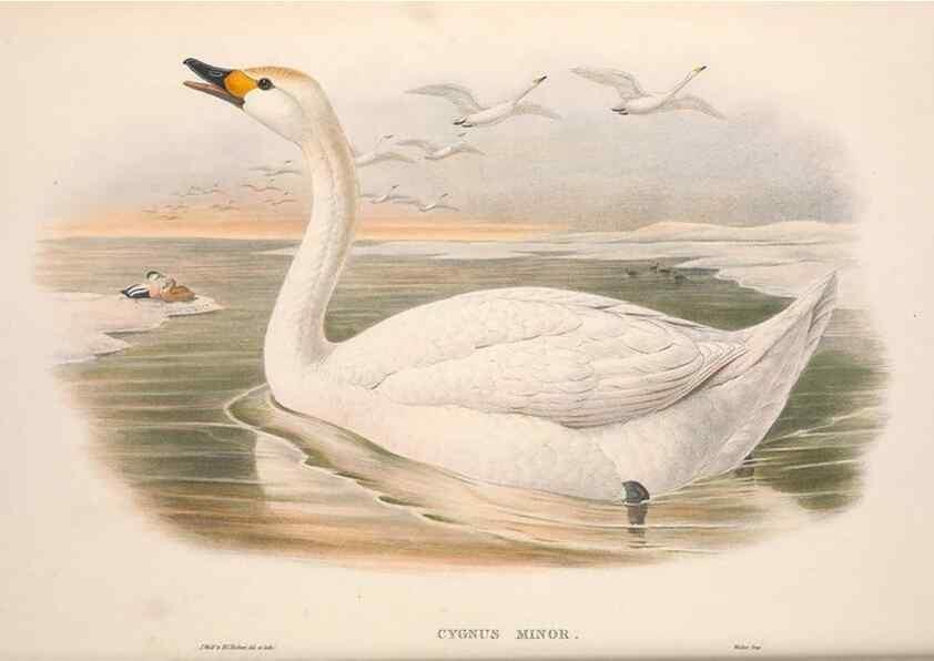 Reproducción/Reproduction 48915080566: The birds of Great Britain. London :Printed by Taylor and Francis, published by the author,1873.. 