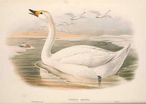 Reproducción/Reproduction 48915080566: The birds of Great Britain. London :Printed by Taylor and Francis, published by the author,1873.. 
