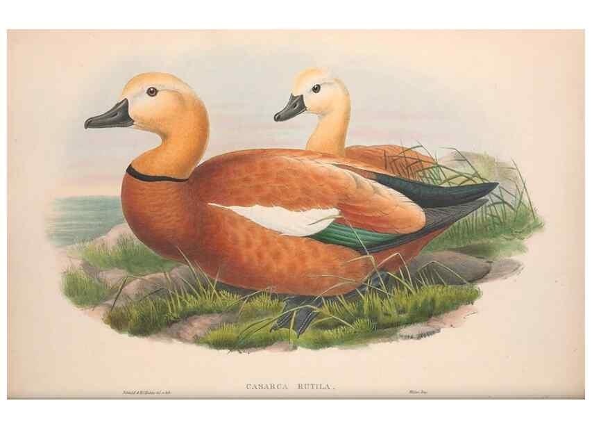 Reproducción/Reproduction 48914551868: The birds of Great Britain. London :Printed by Taylor and Francis, published by the author,1873.. 