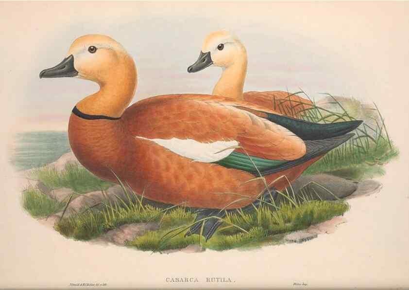Reproducción/Reproduction 48914551868: The birds of Great Britain. London :Printed by Taylor and Francis, published by the author,1873.. 