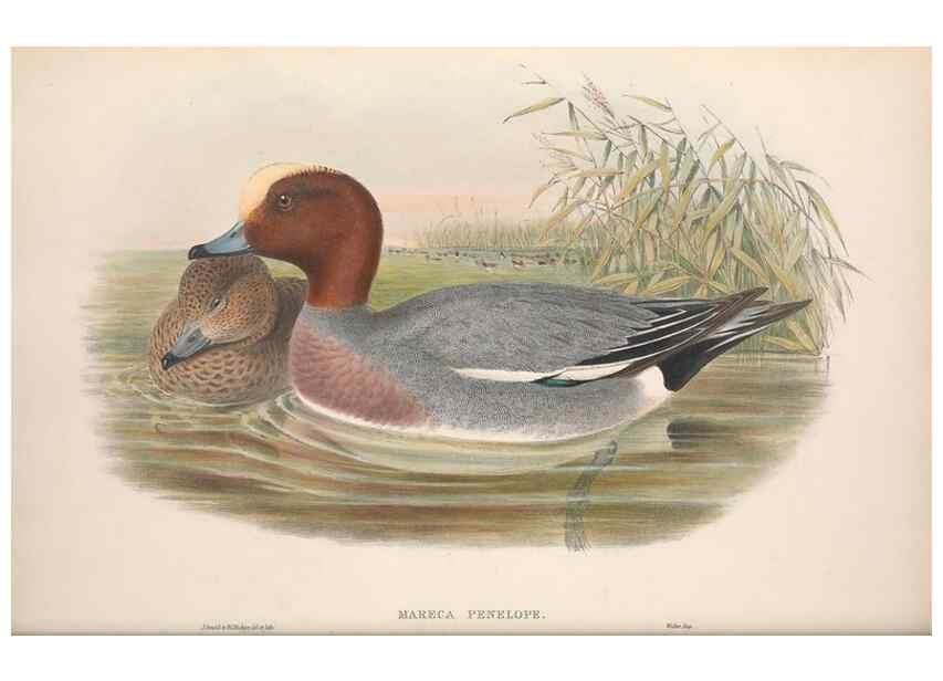 Reproducción/Reproduction 48915081616: The birds of Great Britain. London :Printed by Taylor and Francis, published by the author,1873.. 