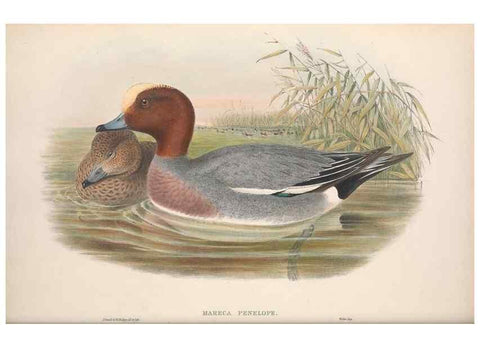 Reproducción/Reproduction 48915081616: The birds of Great Britain. London :Printed by Taylor and Francis, published by the author,1873.. 