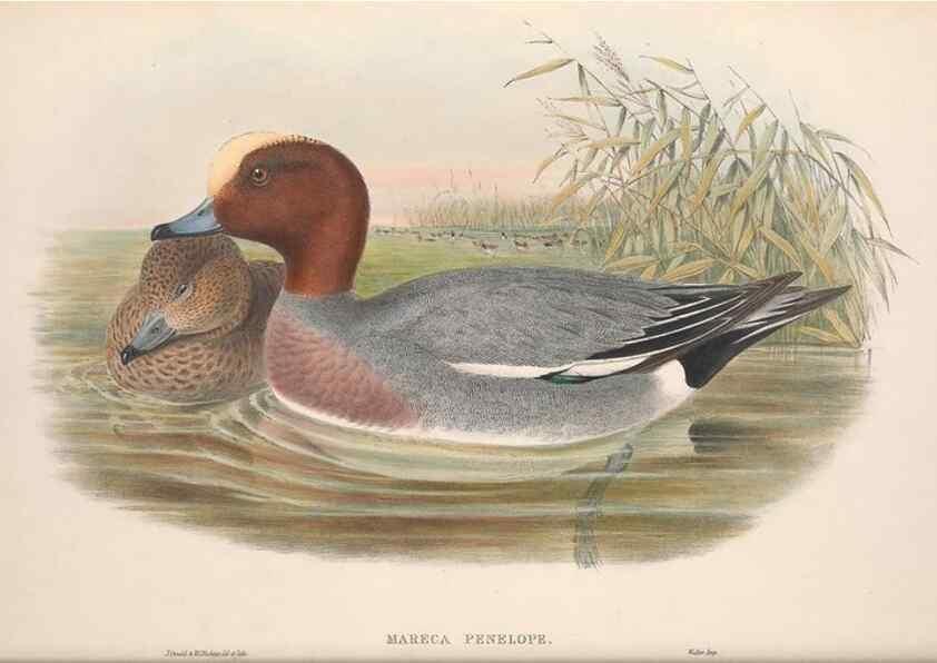 Reproducción/Reproduction 48915081616: The birds of Great Britain. London :Printed by Taylor and Francis, published by the author,1873.. 