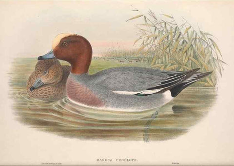 Reproducción/Reproduction 48915081616: The birds of Great Britain. London :Printed by Taylor and Francis, published by the author,1873.. 
