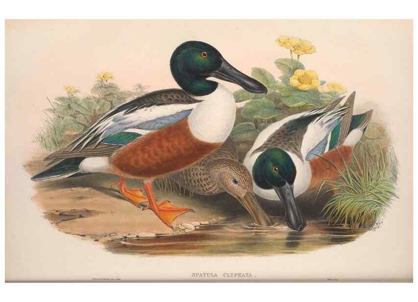 Reproducción/Reproduction 48914552628: The birds of Great Britain. London :Printed by Taylor and Francis, published by the author,1873.. 