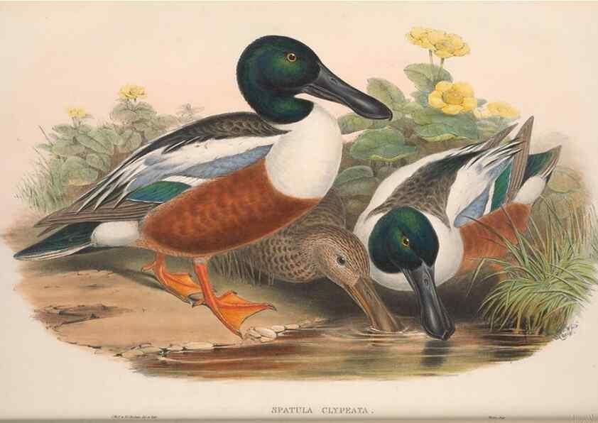 Reproducción/Reproduction 48914552628: The birds of Great Britain. London :Printed by Taylor and Francis, published by the author,1873.. 