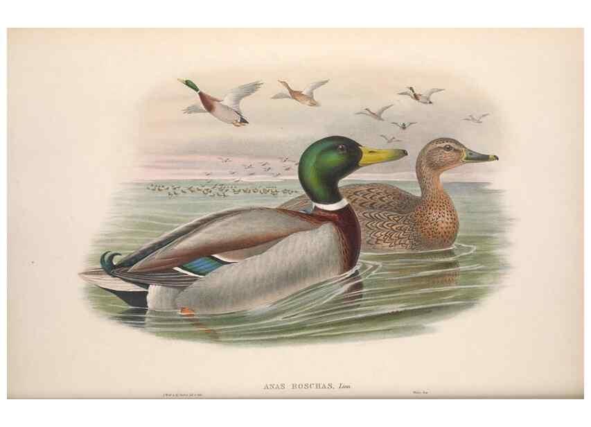 Reproducción/Reproduction 48914553143: The birds of Great Britain. London :Printed by Taylor and Francis, published by the author,1873.. 