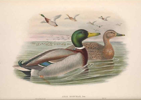 Reproducción/Reproduction 48914553143: The birds of Great Britain. London :Printed by Taylor and Francis, published by the author,1873.. 