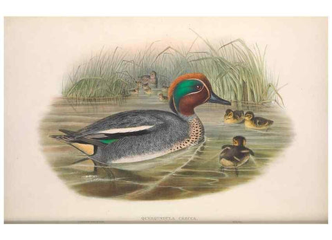 Reproducción/Reproduction 48914553628: The birds of Great Britain. London :Printed by Taylor and Francis, published by the author,1873.. 