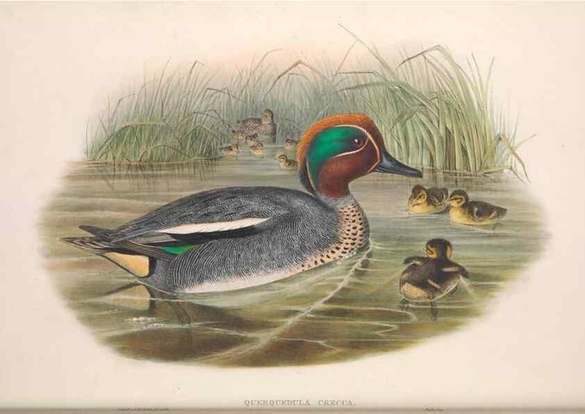 Reproducción/Reproduction 48914553628: The birds of Great Britain. London :Printed by Taylor and Francis, published by the author,1873.. 