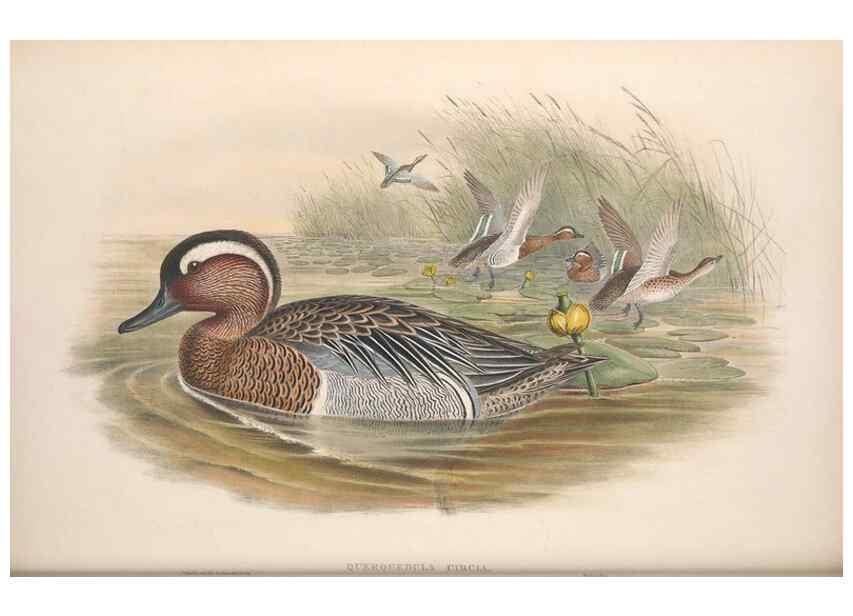Reproducción/Reproduction 48915286222: The birds of Great Britain. London :Printed by Taylor and Francis, published by the author,1873.. 