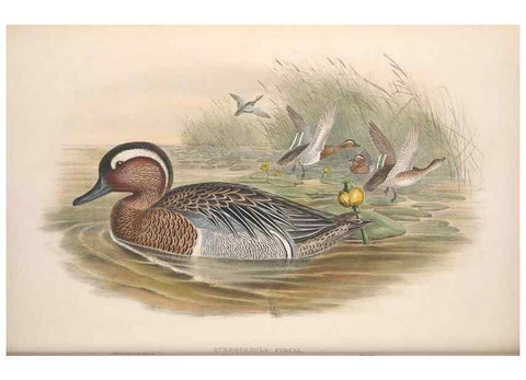 Reproducción/Reproduction 48915286222: The birds of Great Britain. London :Printed by Taylor and Francis, published by the author,1873.. 