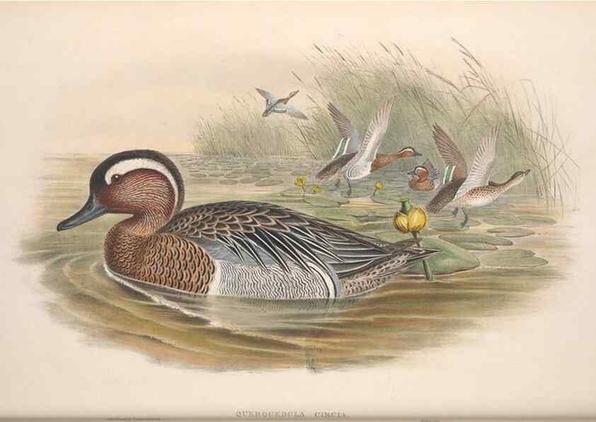 Reproducción/Reproduction 48915286222: The birds of Great Britain. London :Printed by Taylor and Francis, published by the author,1873.. 