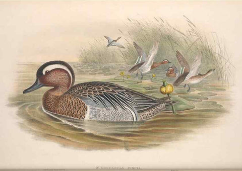 Reproducción/Reproduction 48915286222: The birds of Great Britain. London :Printed by Taylor and Francis, published by the author,1873.. 