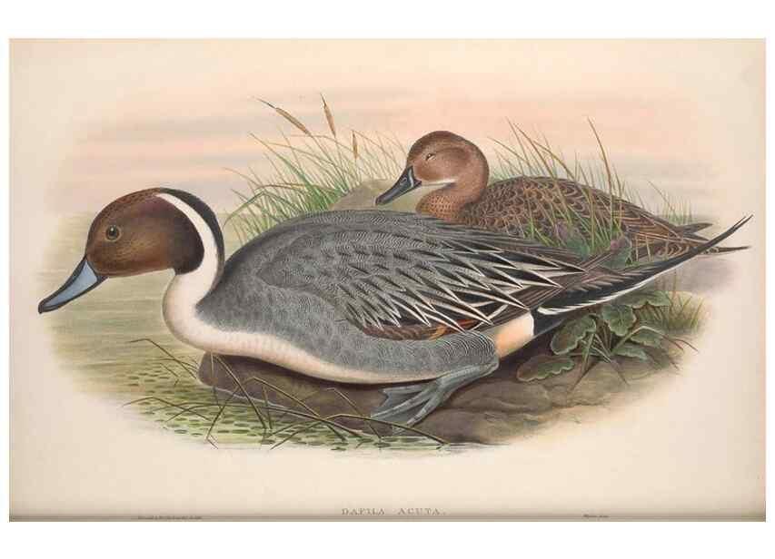 Reproducción/Reproduction 48915083856: The birds of Great Britain. London :Printed by Taylor and Francis, published by the author,1873.. 