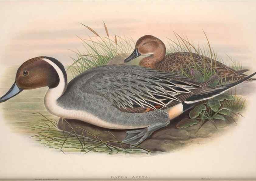 Reproducción/Reproduction 48915083856: The birds of Great Britain. London :Printed by Taylor and Francis, published by the author,1873.. 