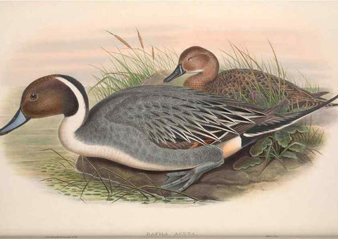 Reproducción/Reproduction 48915083856: The birds of Great Britain. London :Printed by Taylor and Francis, published by the author,1873.. 