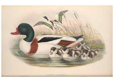 Reproducción/Reproduction 48915080956: The birds of Great Britain. London :Printed by Taylor and Francis, published by the author,1873.. 