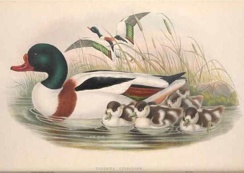 Reproducción/Reproduction 48915080956: The birds of Great Britain. London :Printed by Taylor and Francis, published by the author,1873.. 