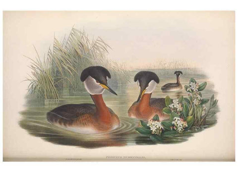 Reproducción/Reproduction 48915295287: The birds of Great Britain. London :Printed by Taylor and Francis, published by the author,1873.. 