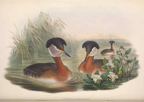 Reproducción/Reproduction 48915295287: The birds of Great Britain. London :Printed by Taylor and Francis, published by the author,1873.. 