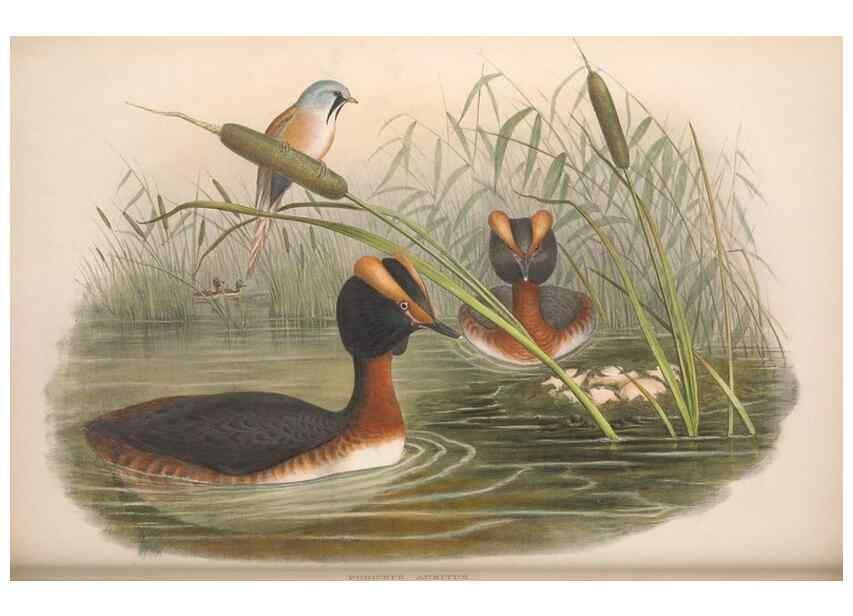 Reproducción/Reproduction 48914563813: The birds of Great Britain. London :Printed by Taylor and Francis, published by the author,1873.. 