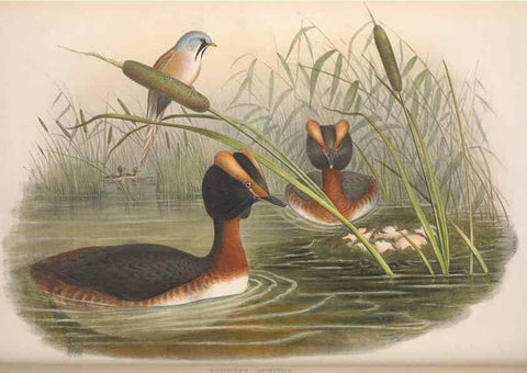 Reproducción/Reproduction 48914563813: The birds of Great Britain. London :Printed by Taylor and Francis, published by the author,1873.. 